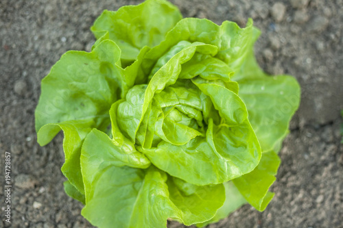 Lettuce on the field photographed from above