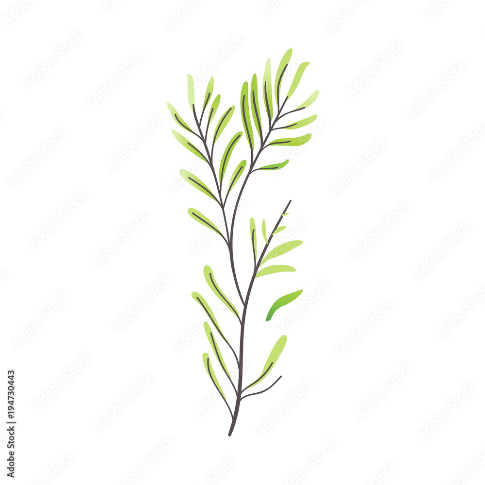 Fototapeta premium Vector cartoon abstract green plant icon. Wild meadow field grass garden spring easter, women day romantic holiday, wedding invitation card decoration summer floral Illustration white background