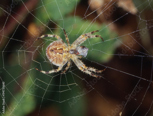 Gartenkreuzspinne im Spinnennetz