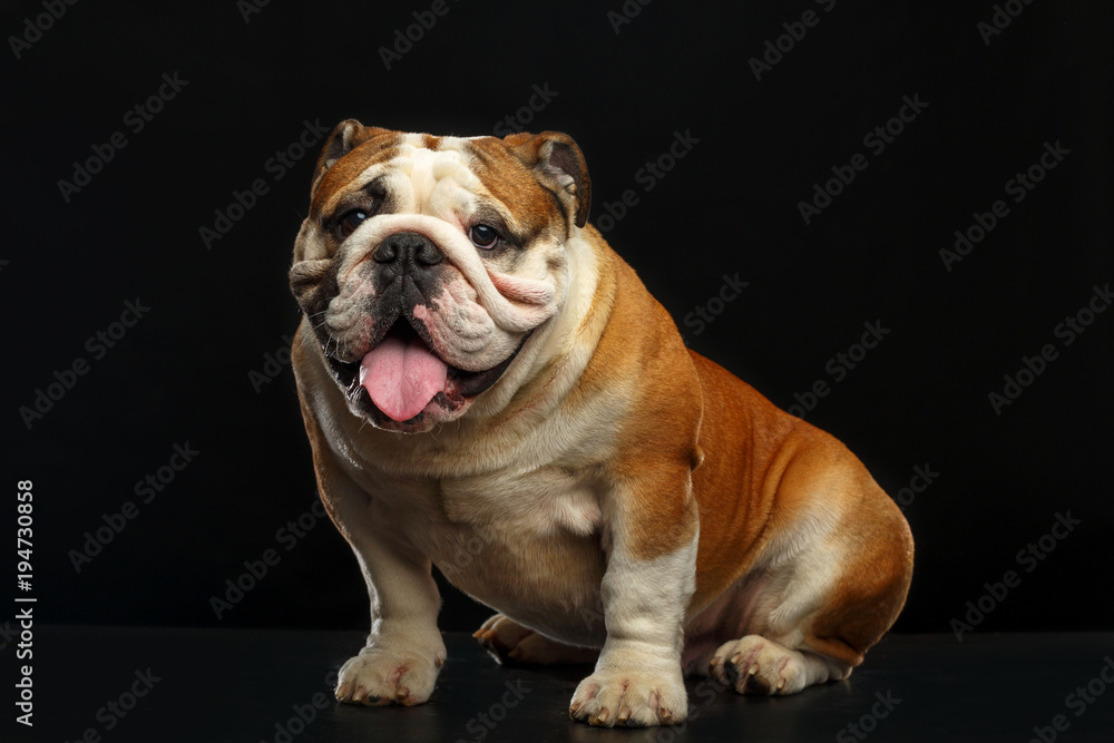 English bulldog isolated on a black background