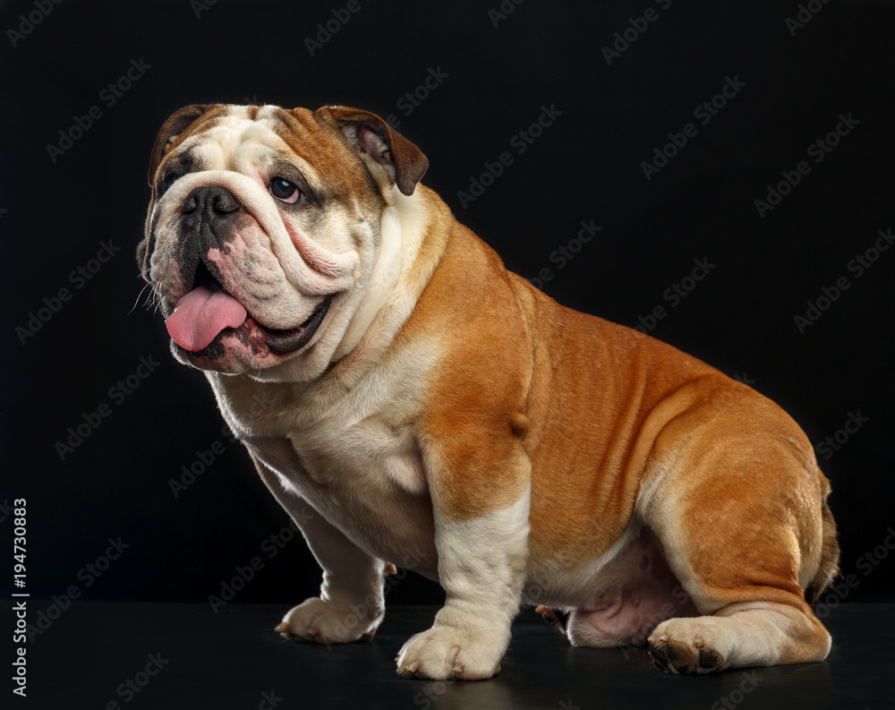 English bulldog isolated on a black background