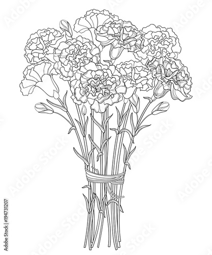 Vector bouquet with outline Carnation or Clove flower in black, bud and leaf isolated on white background. Ornate carnation bunch for greeting design or coloring book. Mother day symbol in contour.
