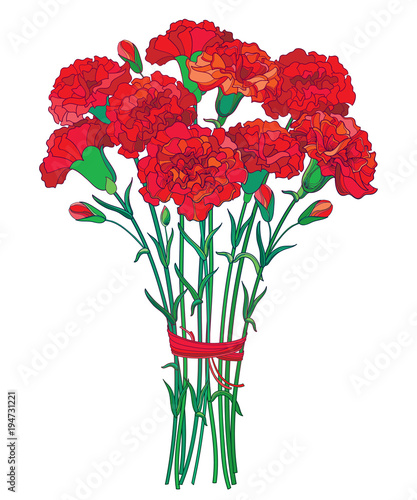 Vector bouquet with outline red Carnation or Clove flower, bud and green leaf isolated on white background. Ornate carnation bunch for greeting spring design. Mother day symbol in contour style.