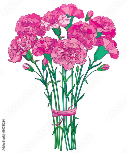Vector bouquet with outline pink Carnation or Clove flower, bud and green leaf isolated on white background. Ornate carnation bunch for greeting spring design. Mother day symbol in contour style.