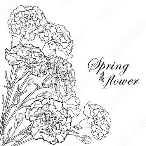 Vector corner bouquet with outline black Carnation or Clove flower, bud and leaf isolated on white background. Ornate carnation for greeting spring design, coloring book. Contour Mother day symbol.