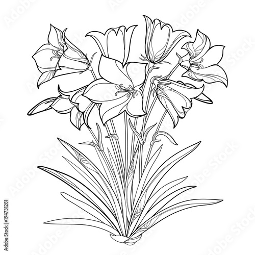 Vector bouquet with outline Alpine campanula flower or Bellflower of Alps, bud and ornate leaf isolated on white background. Contour Alpine mountain flower for summer design or coloring book.