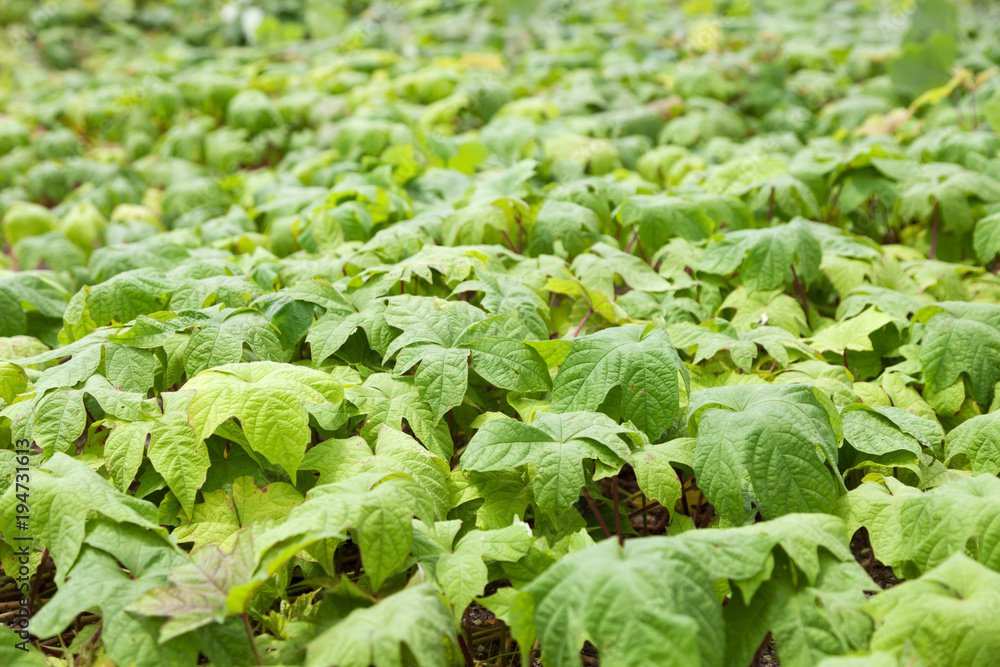 green leaves background for natural background and design. green leaves background for natural background and design.