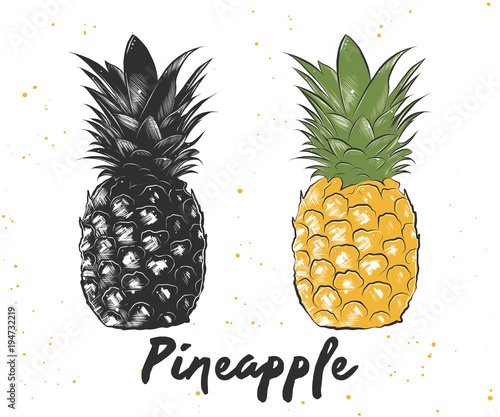 Vector engraved style illustration for posters, decoration and print. Hand drawn sketch of pineapple in monochrome and colorful. Detailed vegetarian food drawing.