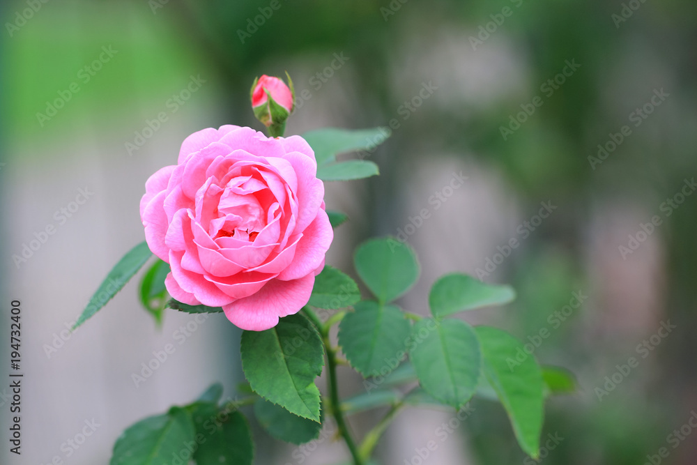 Beautiful of pink roses in a garden for valentine day