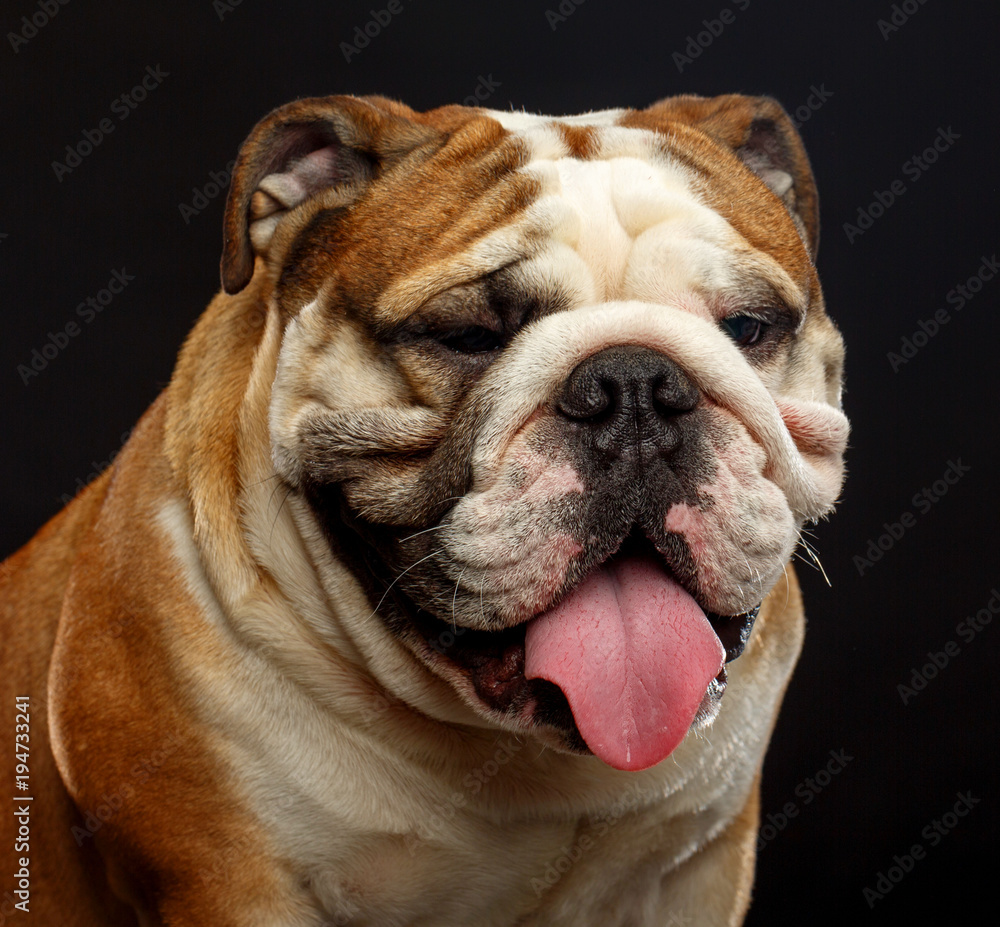 Fototapeta premium English bulldog portrait isolated on a black background