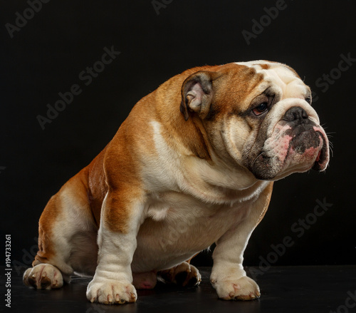 English bulldog isolated on a black background