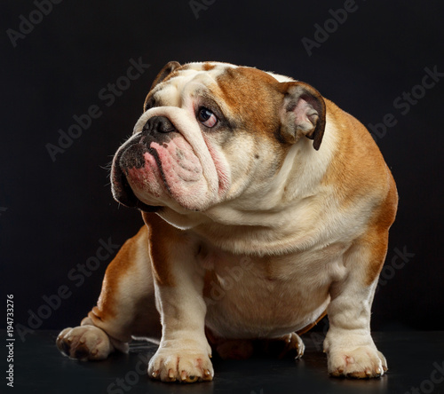 English bulldog isolated on a black background