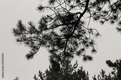 A pine branch captured in a foggy day in late autumn season