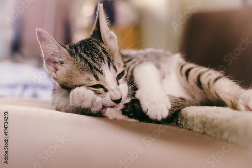 Cute kitten is licking legs on sofa