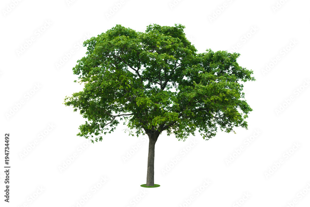 The big tree isolated on white background. The big tree isolated on white background.