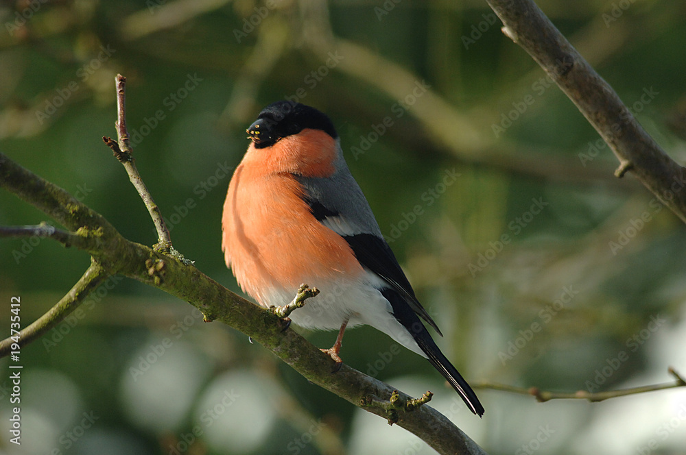 Fototapeta premium roter Dompfaff sitz auf einem Ast
