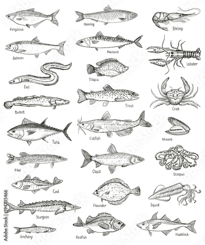 Fish and seafood hand drawn graphic illustration