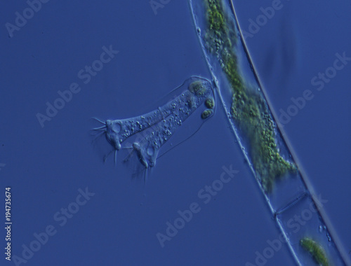 Sukktoren an Algen photo