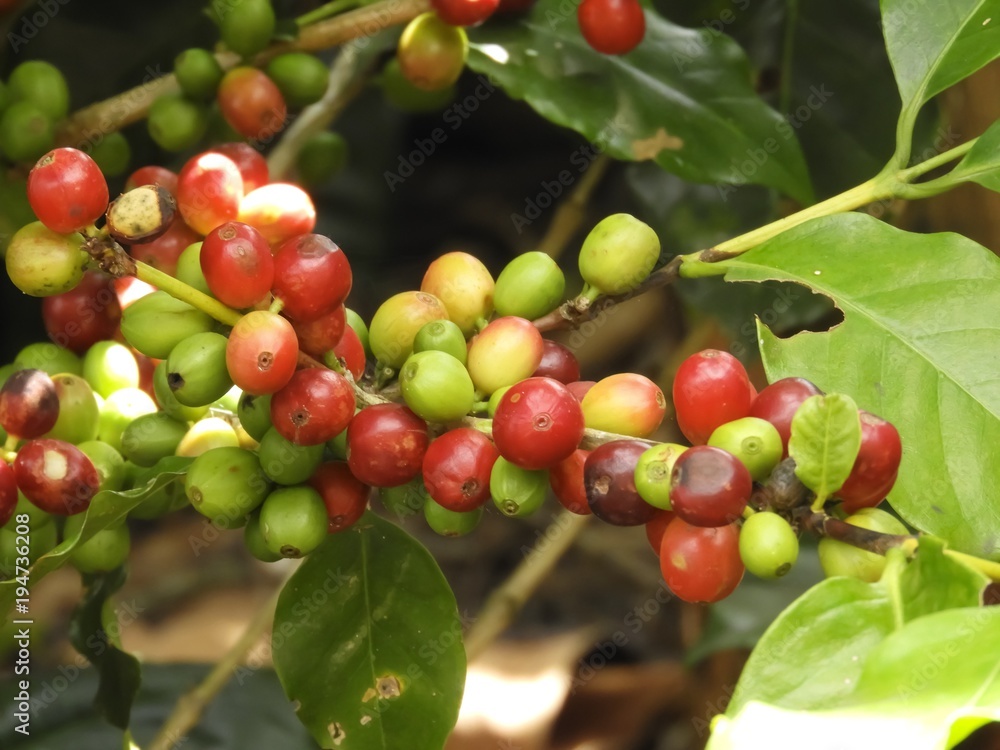 Costa Rican gourmet coffee 