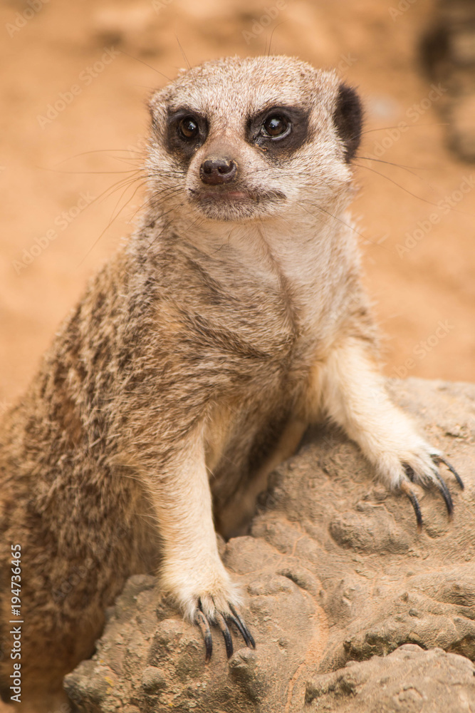 suricate suricate