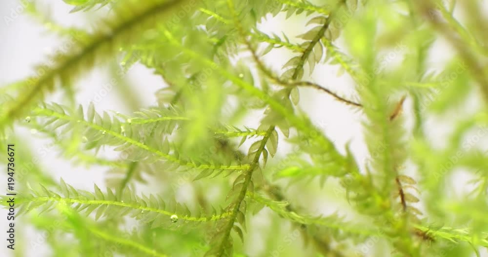Aquarium algae underwater. Seaweed.Macro. Closeup. 4K.
Aquarium algae underwater. Seaweed.Macro. Closeup. 4K.