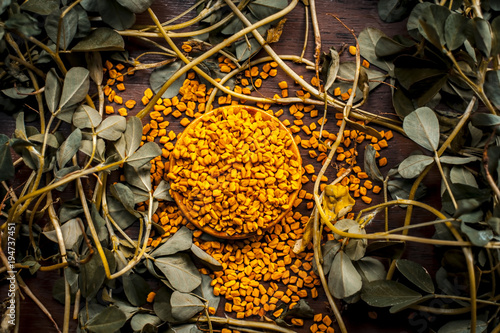 Close up of fresh raw fenugreek with its seed on a brown wooden surface in  dark Gothic colors.It is beneficial for hair,skin and physical health.