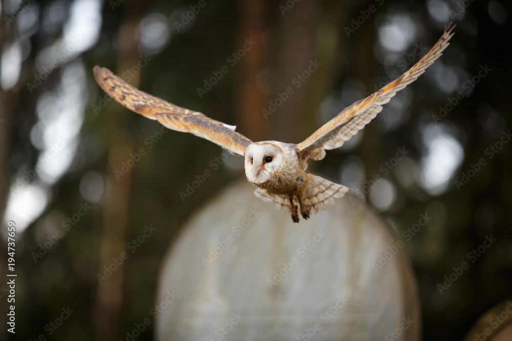 Fototapeta premium Schleiereule auf Friedhof