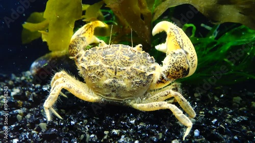 Invasive species, invader crab Rhithropanopeus harrisii (common names include the Zuiderzee crab, dwarf crab, estuarine mud crab, Harris mud crab, and white-tipped mud crab), Black Sea, Ukraine photo