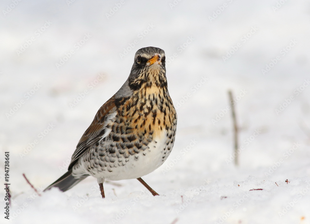 Fototapeta premium Fieldfare on snow, Turdus pilaris