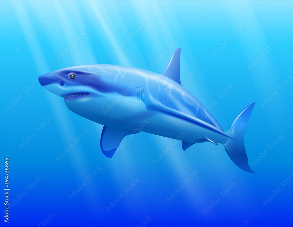 Fototapeta premium Shark in the water