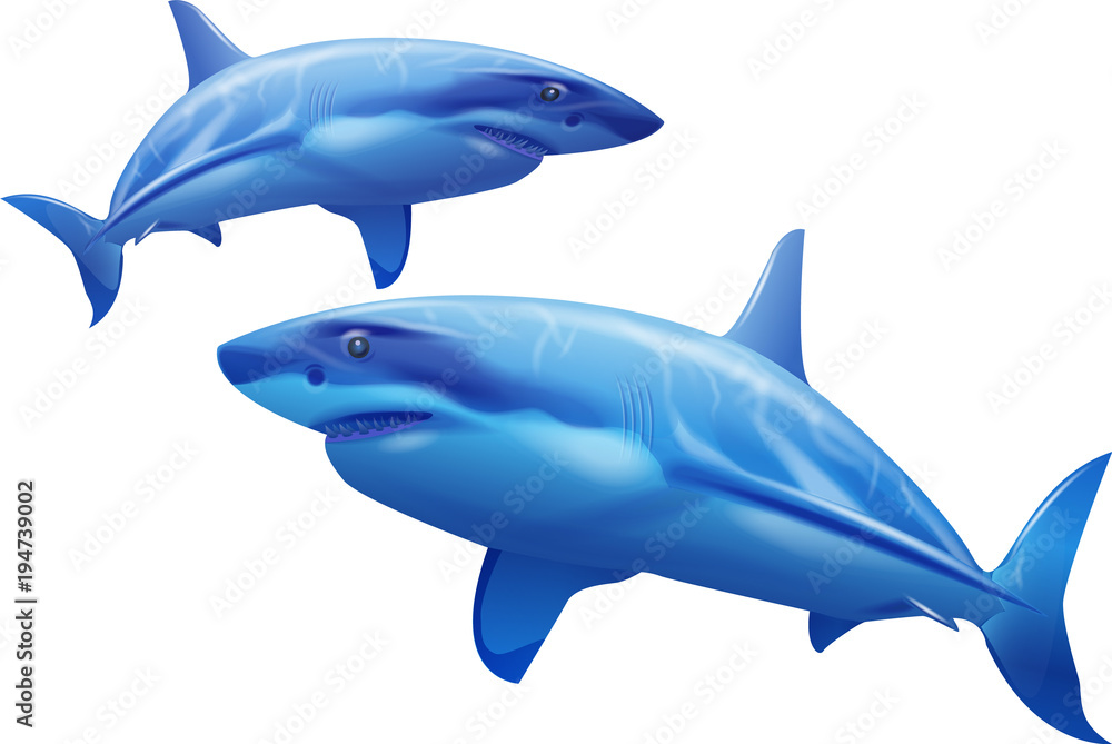 Obraz premium Rekiny na białym tle