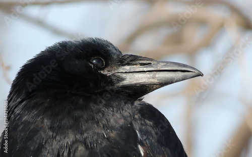 Close-up Rook  Corvus Frugilegus 