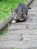 Female tabby kitten prepares to jump while playing with a dry grass blade