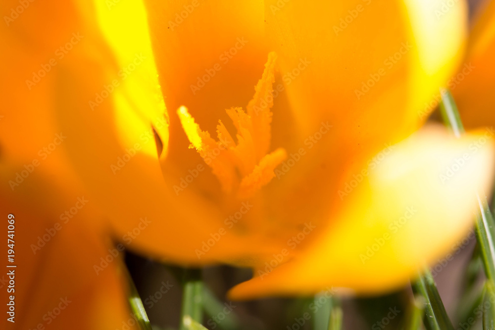 Blume Blume