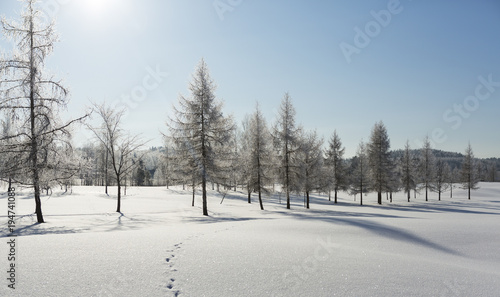 Finnish winter wallpaper. Winter wonderland scenery on a sunny day.