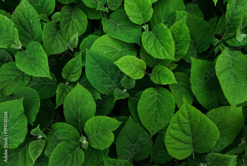 Green leaves pattern. Nature background