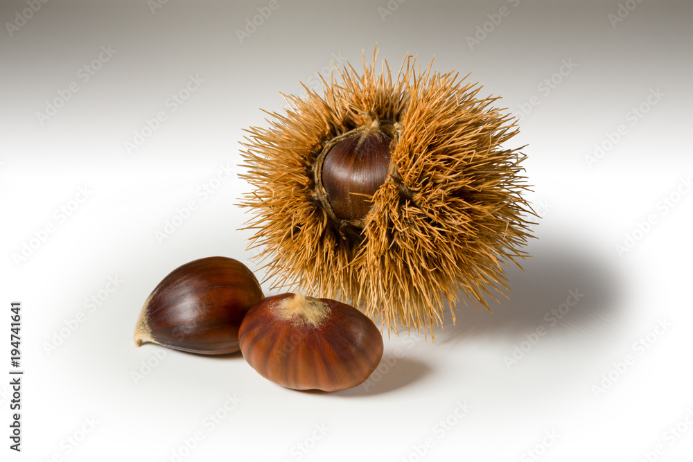 Still life on white background some chestnuts and a chestnut hedgehog. Still life on white background some chestnuts and a chestnut hedgehog.