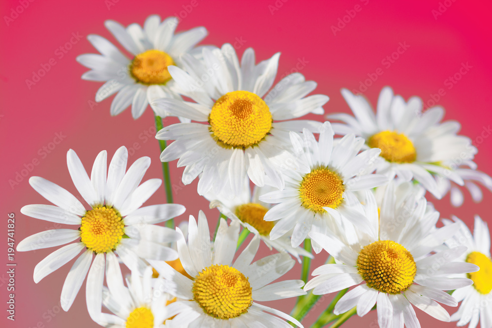 Obraz premium Chamomile among flowers