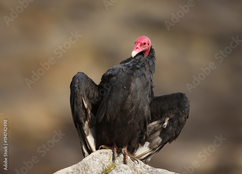 Turkey vulture with open wings warming on a rock