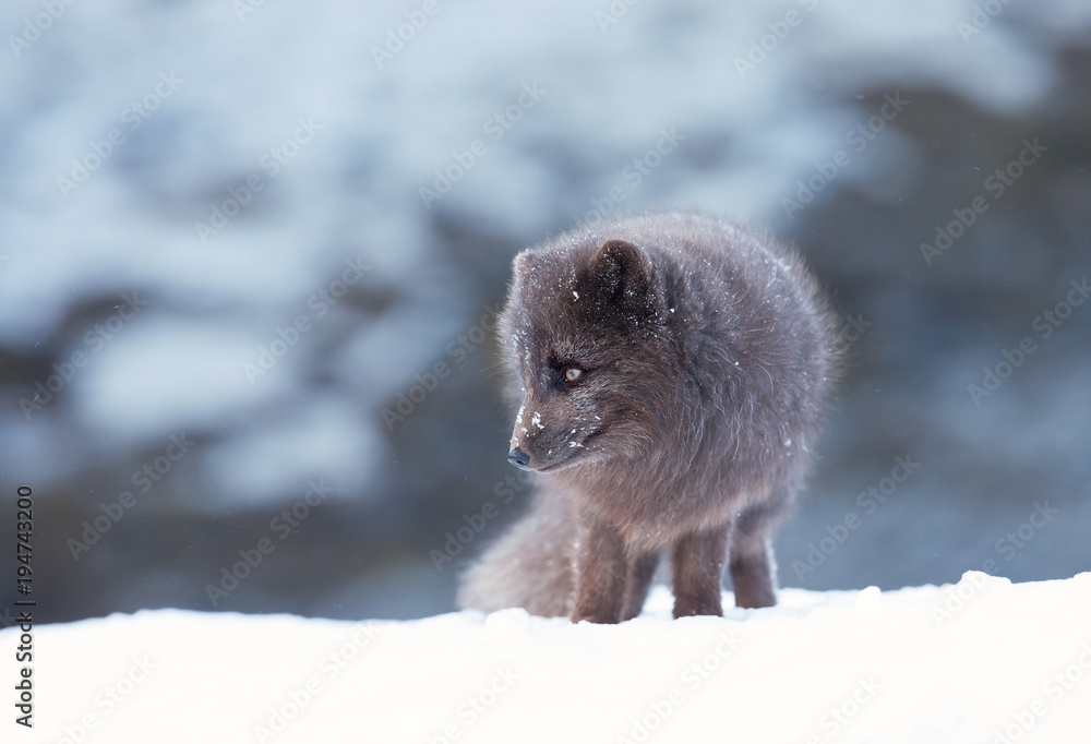 Obraz premium Close up of an Arctic fox standing in the snow