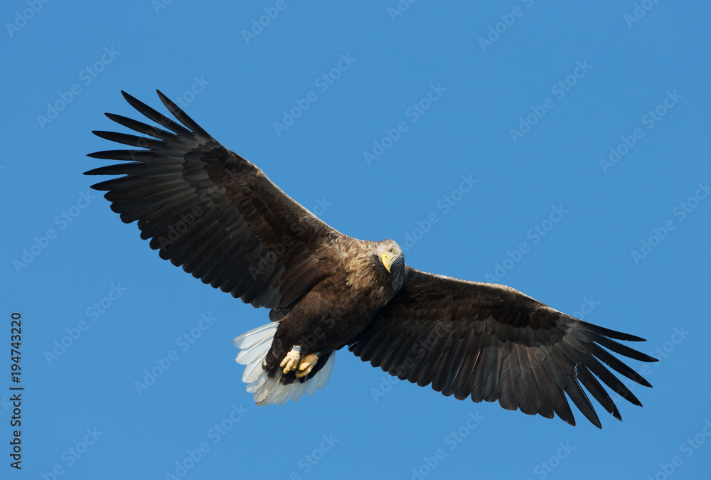 Close up of a White-tailed sea Eagle in flight Close up of a White-tailed sea Eagle in flight
