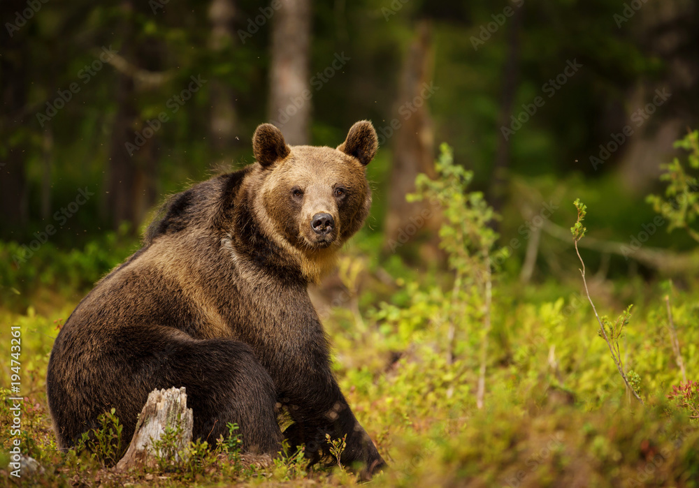Close up of Eurasian brown bear male sitting in the forest Close up of Eurasian brown bear male sitting in the forest