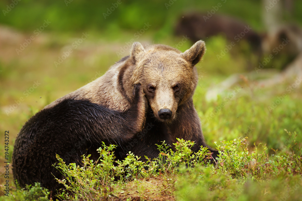 Close up of an Eurasian brown bear scratching its head Close up of an Eurasian brown bear scratching its head