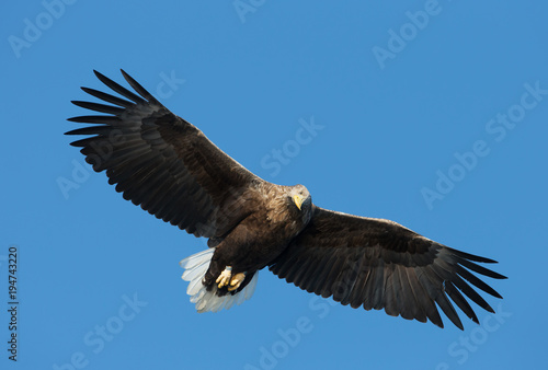 Close up of a White-tailed sea Eagle in flight © giedriius