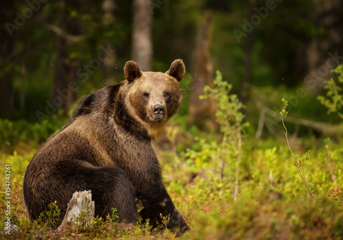 Close up of Eurasian brown bear male sitting in the forest