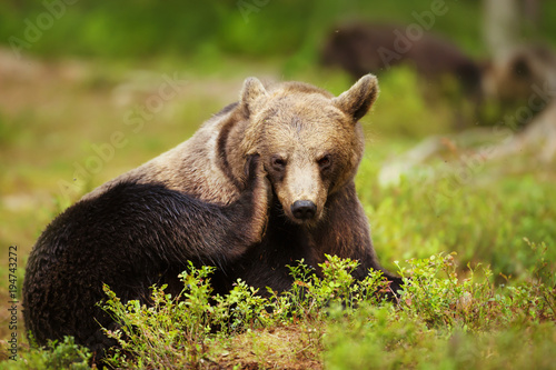 Close up of an Eurasian brown bear scratching its head