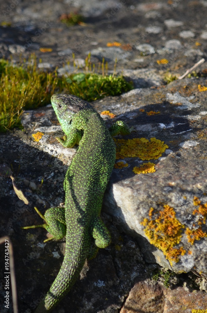 Fototapeta premium Lézard vert occidentale (Lacerta bilineata)