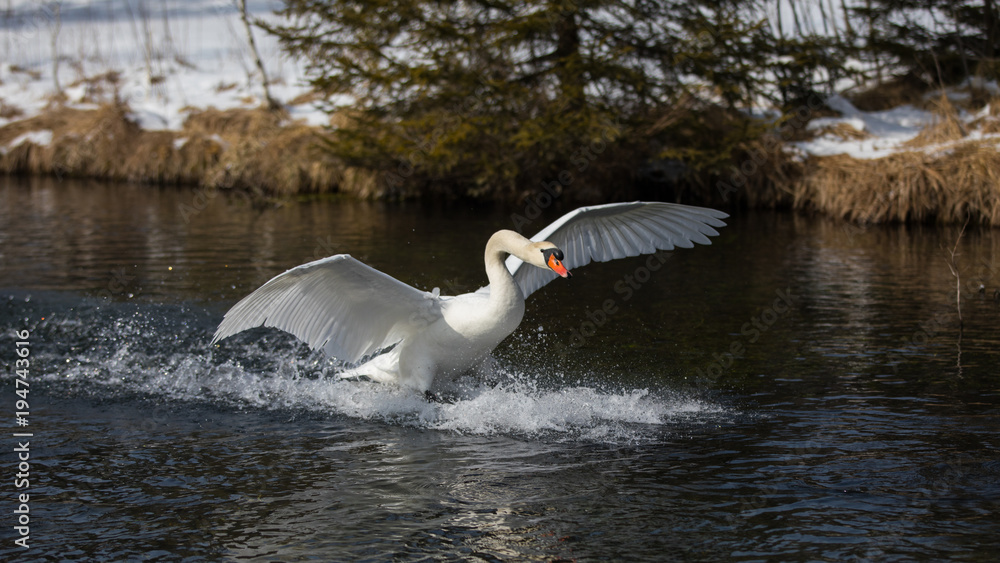 Fototapeta premium Schwan im Landeanflug