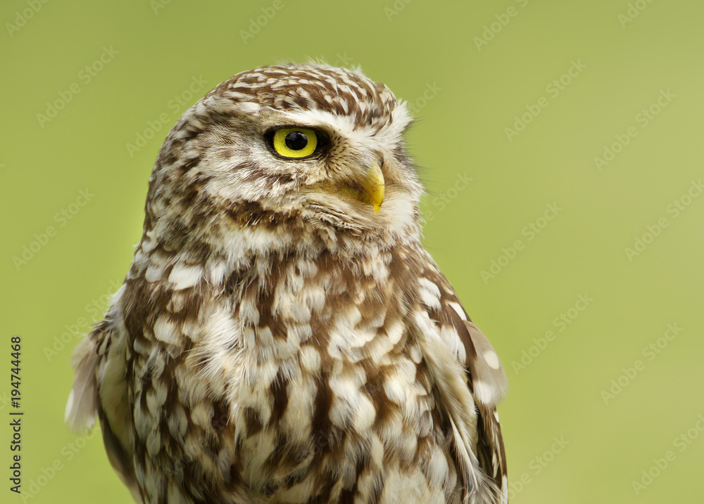 Close up of a Little owl against green background Close up of a Little owl against green background