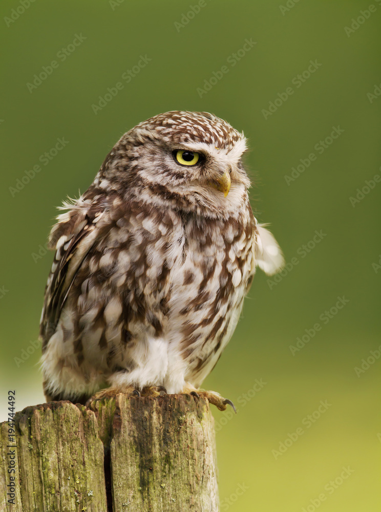 Obraz premium Close up of a Little owl perching on a log